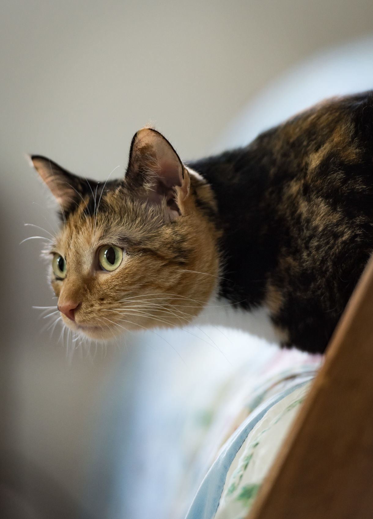 Cats Rescued From House Fire